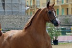 Trapani Arabian Horse Cup 2014 - International C Show