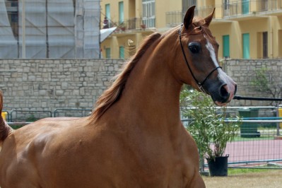 El Precioso Arabians Stud WLC