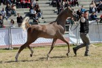 Trapani Arabian Horse Cup 2014 - International C Show