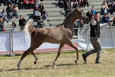 El Precioso Arabians Stud WLC