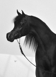 El Precioso Arabians Stud WLC