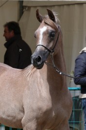 El Precioso Arabians Stud WLC