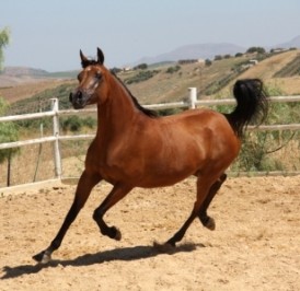 El Precioso Arabians Stud WLC