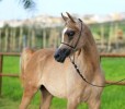 Precioso Jamaal 2015 Breeding Season