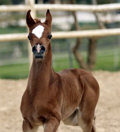 El Precioso Arabians Stud WLC