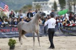 International B Show  San Vito Lo Capo 2015