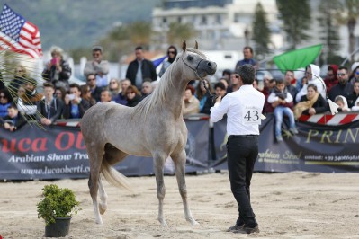 El Precioso Arabians Stud WLC