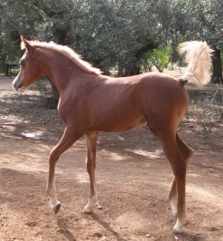 El Precioso Arabians Stud WLC