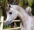 A new photo shooting of our promising young stallion Precioso Psyche ready for the 2017 show season