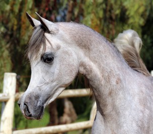 El Precioso Arabians Stud WLC