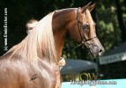 Royal Spirit KA, 2007 Reserve Junior Champion Colt