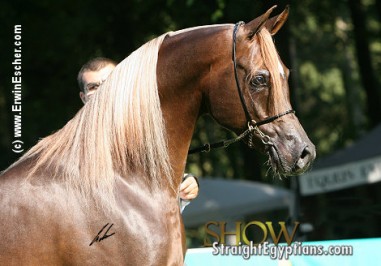 El Precioso Arabians Stud WLC