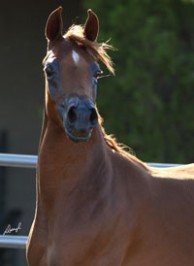 El Precioso Arabians Stud WLC