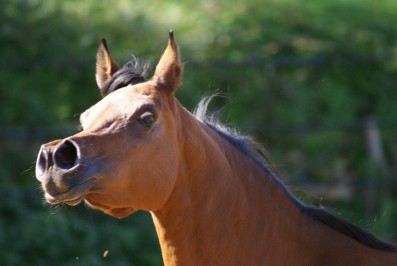 El Precioso Arabians Stud WLC