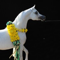 El Precioso Arabians Stud WLC