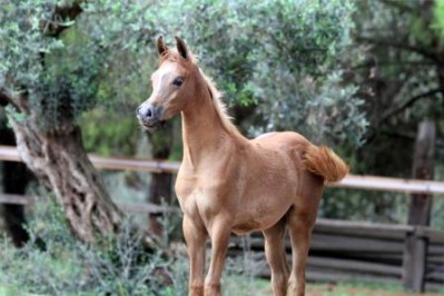 El Precioso Arabians Stud WLC